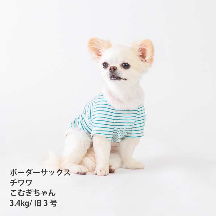 【綿100%】コットンTシャツ　小型犬・胴長・ダックス - VERY-PET