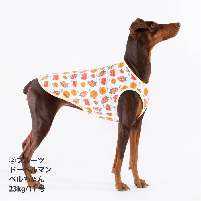 <font size="2">小型 中型 ダックス 胴長 [全14size展開]</font><br>【コルナムコラボ】クールタンクトップ - VERY-PET
