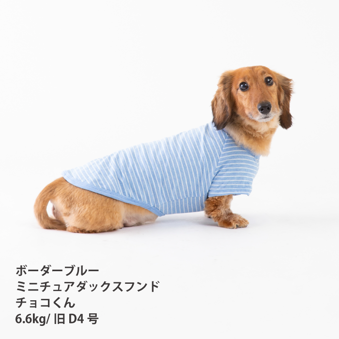 【綿100%】コットンTシャツ　小型犬・胴長・ダックス - VERY-PET