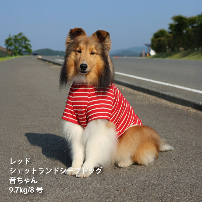 <font size="2">小型～超大型 ダックス 胴長 [全30size展開]</font><br>BORDERS CLUB Tシャツ レッド/ピンク - VERY-PET