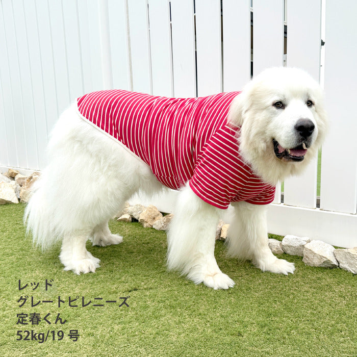 <font size="2">小型～超大型 ダックス 胴長 [全30size展開]</font><br>BORDERS CLUB Tシャツ レッド/ピンク - VERY-PET