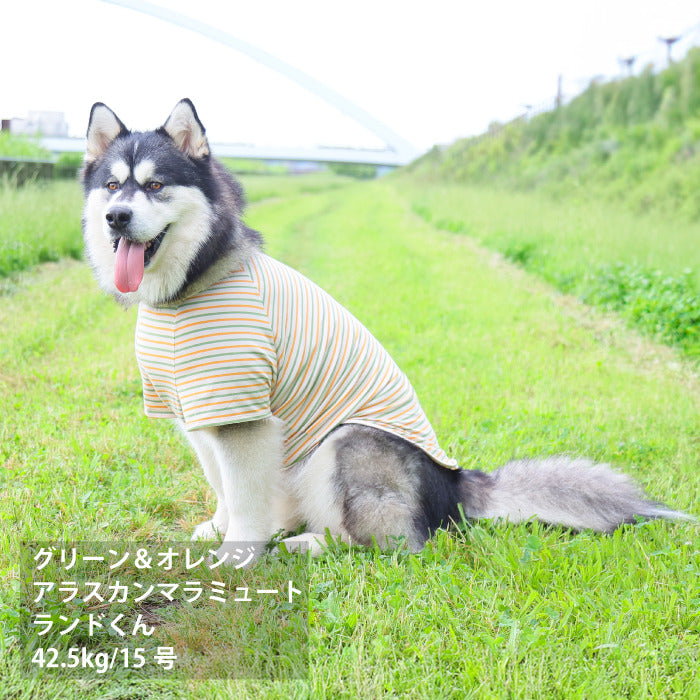 <font size="2">小型～超大型 ダックス 胴長 [全30size展開]</font><br>BORDERS CLUB Tシャツ トリコロール/グリーン＆オレンジ - VERY-PET
