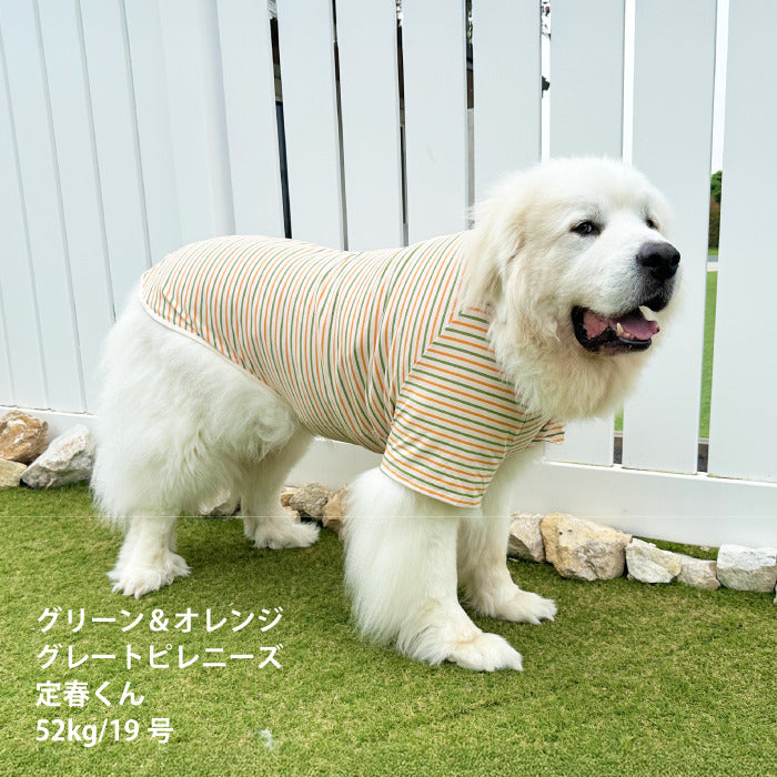<font size="2">小型～超大型 ダックス 胴長 [全30size展開]</font><br>BORDERS CLUB Tシャツ トリコロール/グリーン＆オレンジ - VERY-PET