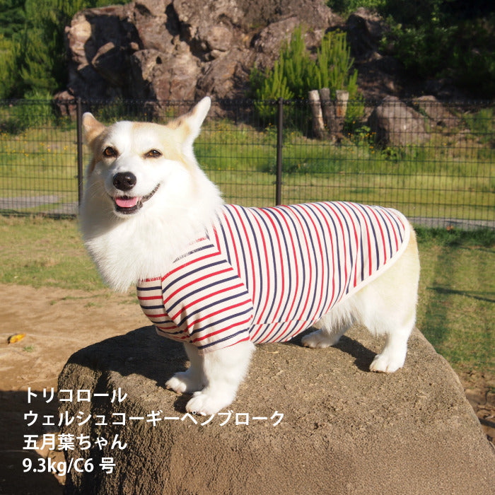 <font size="2">コーギー・バセット [全30size展開]</font><br>BORDERS CLUB Tシャツ トリコロール/グリーン＆オレンジ - VERY-PET
