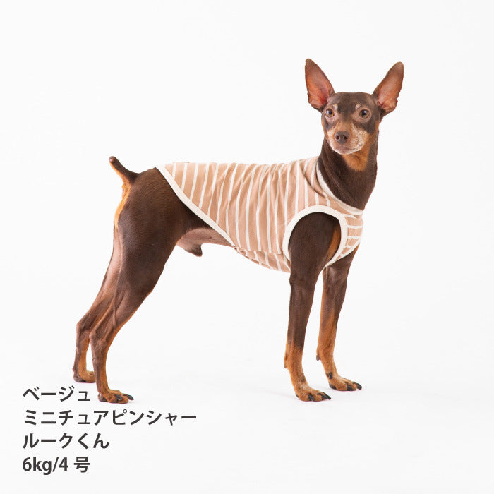 <font size="2">小型～超大型 ダックス 胴長 [全30size展開]</font><br>BORDERS CLUB タンクトップ ネイビー/ベージュ - VERY-PET