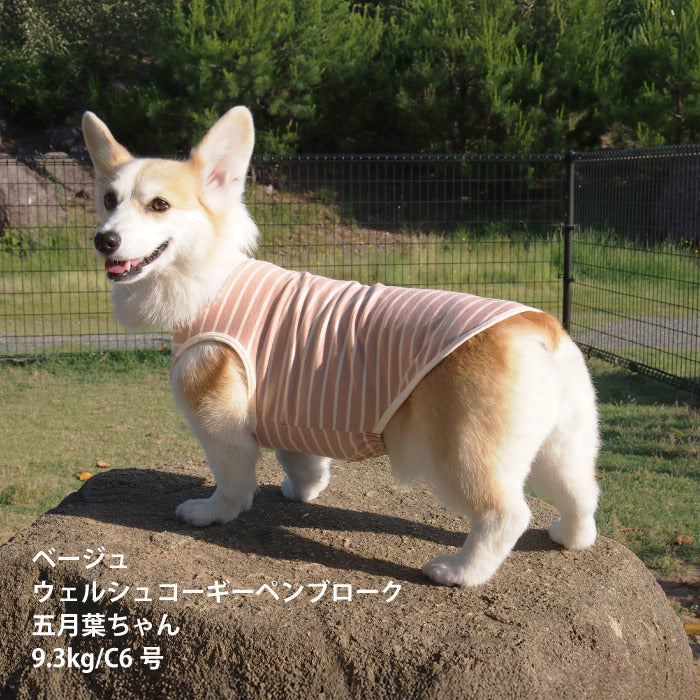 <font size="2">コーギー・バセット [全30size展開]</font><br>BORDERS CLUB タンクトップ ネイビー/ベージュ - VERY-PET