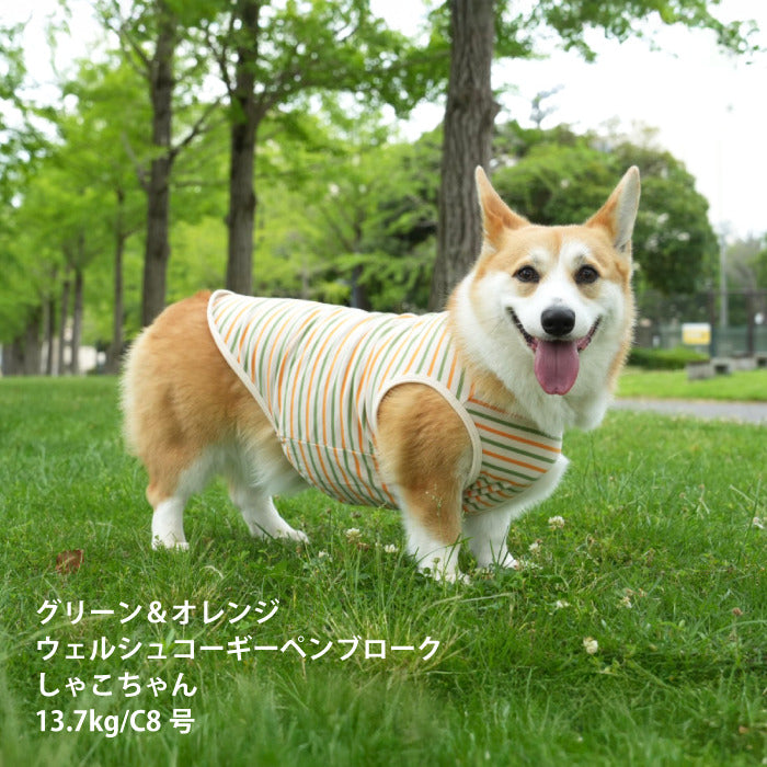 <font size="2">コーギー・バセット [全30size展開]</font><br>BORDERS CLUB タンクトップ トリコロール/グリーン＆オレンジ - VERY-PET