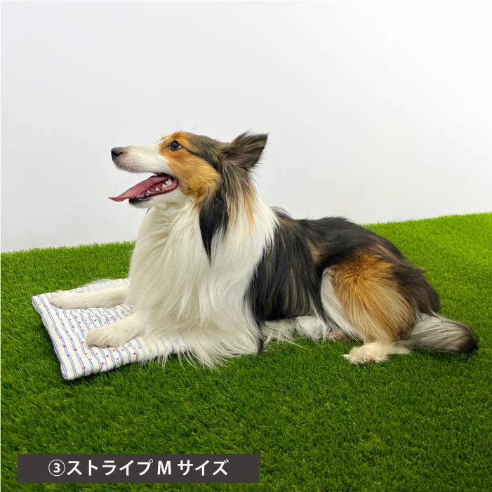 2025クールマット　モデル犬使用例　ストライプMサイズ