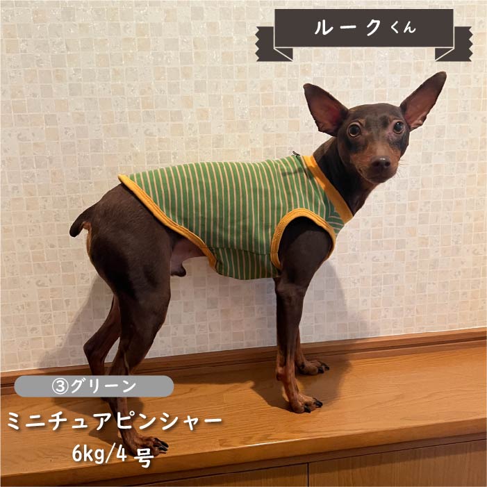 【2枚以上50％OFF】ストレッチボーダータンクトップ　小型・胴長・ダックス - VERY-PET