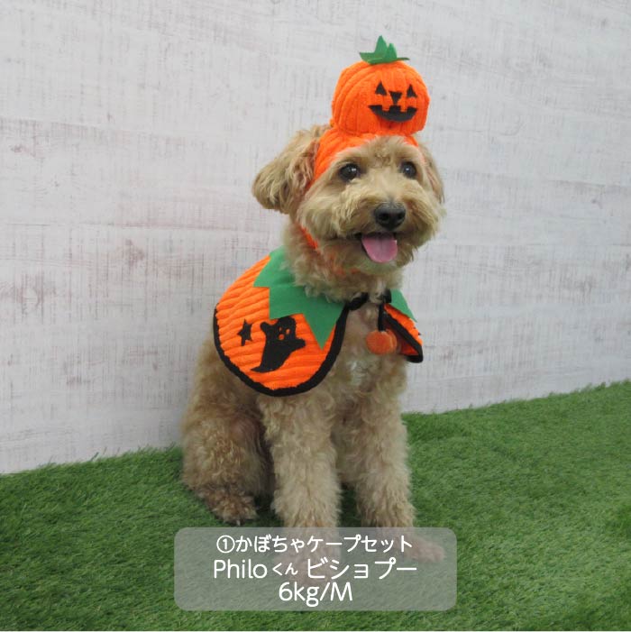 <font size="3">小型犬</font> <br>ハロウィンコスチューム 選べる5種類