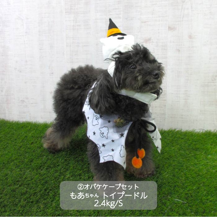 <font size="3">小型犬</font> <br>ハロウィンコスチューム 選べる5種類 - VERY-PET