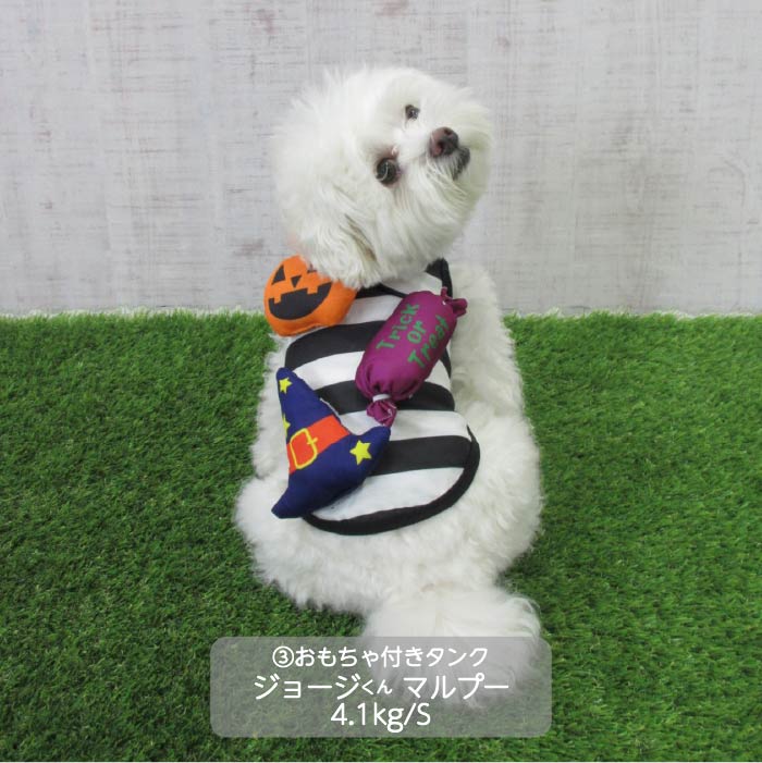 <font size="3">小型犬</font> <br>ハロウィンコスチューム 選べる5種類 - VERY-PET