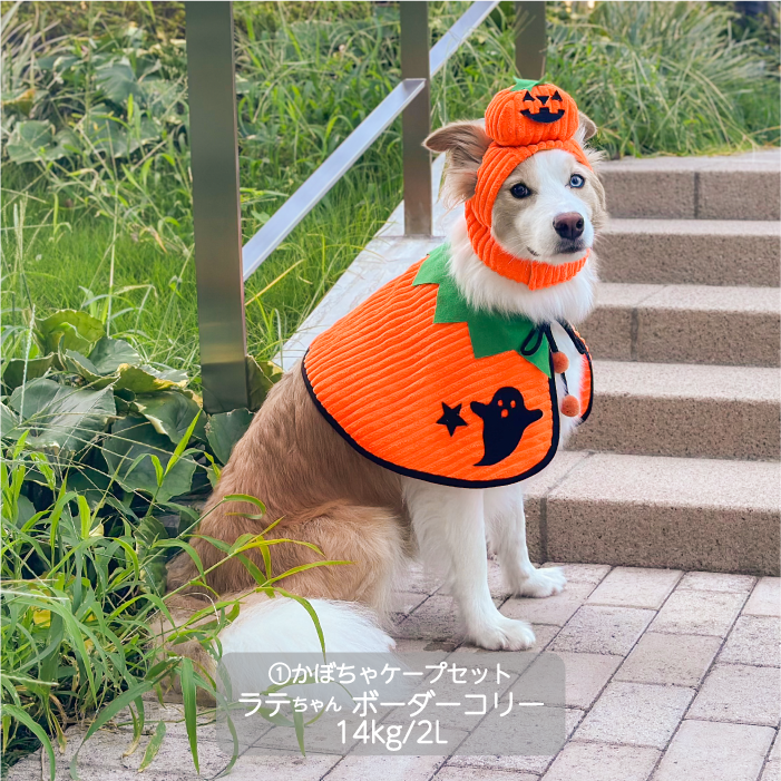 <font size="3">中型犬</font> <br>ハロウィンコスチューム 選べる4種類