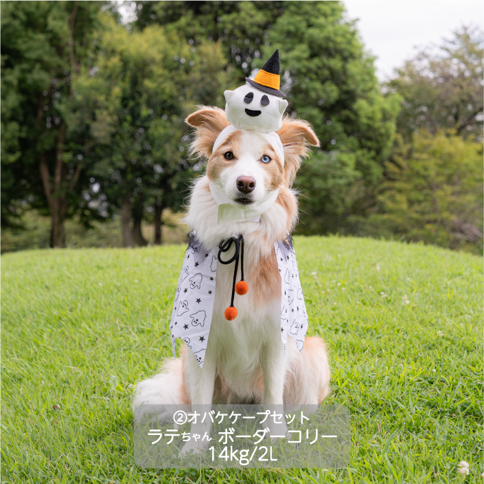 <font size="3">中型犬</font> <br>ハロウィンコスチューム 選べる4種類