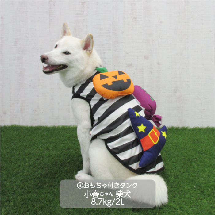 中型犬 ハロウィンコスチューム 選べる4種類 | VERY-PET