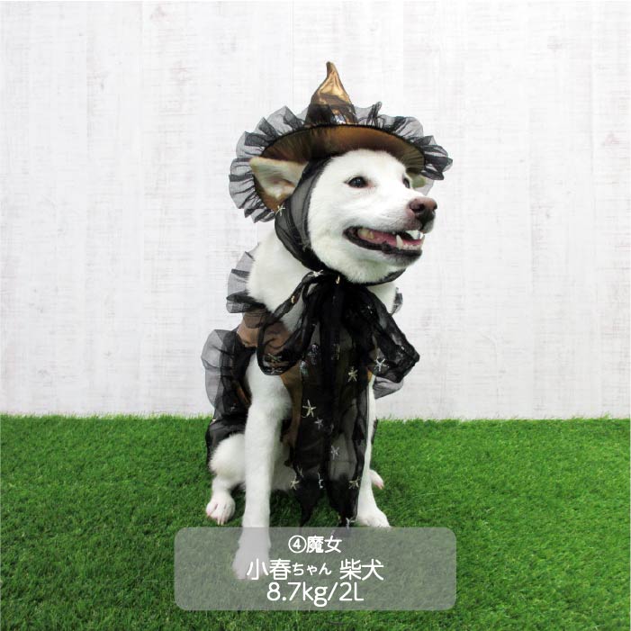<font size="3">中型犬</font> <br>ハロウィンコスチューム 選べる4種類 - VERY-PET