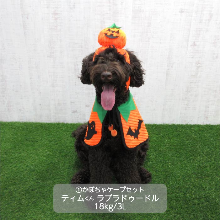 <font size="3">大型犬</font> <br>ハロウィンコスチューム 選べる4種類