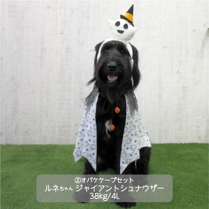 <font size="3">大型犬</font> <br>ハロウィンコスチューム 選べる4種類 - VERY-PET