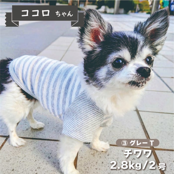 Web限定ボーダーTシャツ 1 - VERY-PET