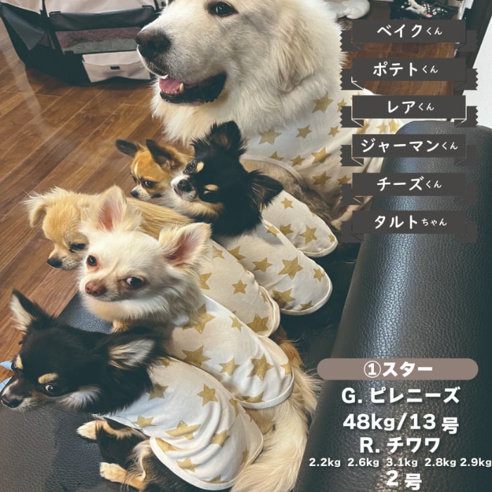 Web限定プリントタンクトップ 小型犬・ダックス用 - VERY-PET