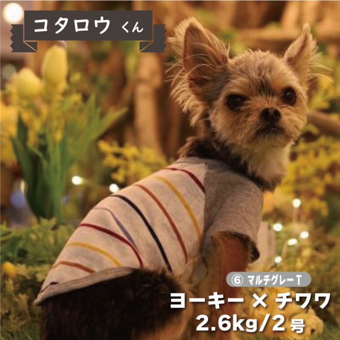 Web限定ボーダーTシャツ 1 - VERY-PET