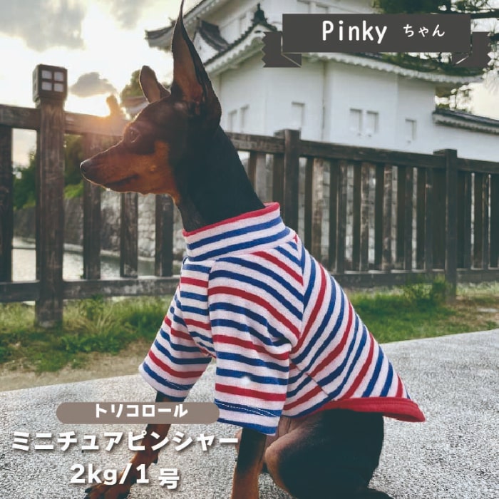 ボーダーロングTシャツ 小型犬 - VERY-PET