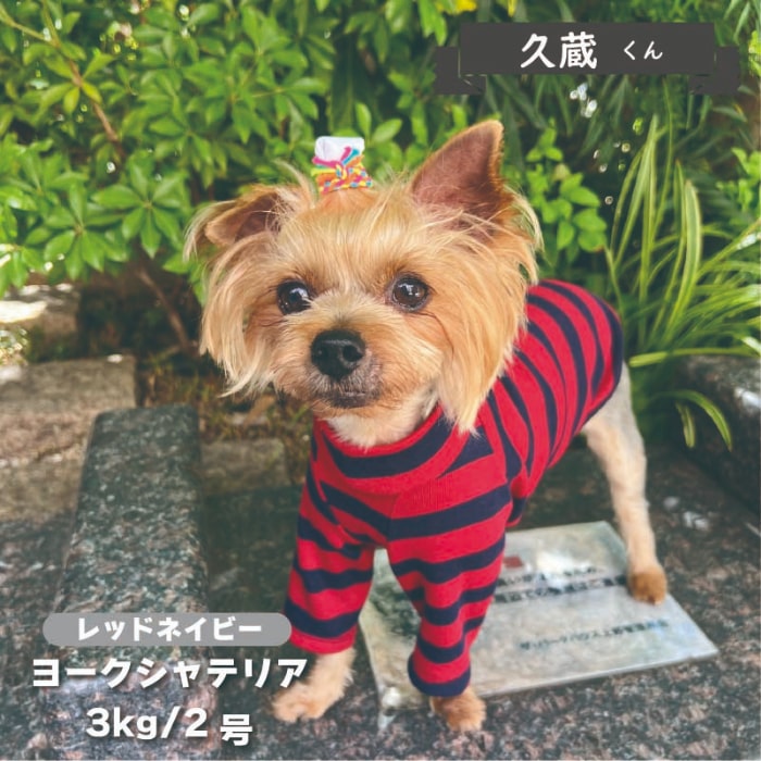 ボーダーロングTシャツ 小型犬 - VERY-PET