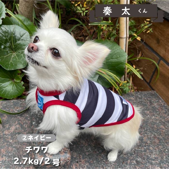 【4月末再入荷あり】<br>濡らして冷たいCoolcoreボーダータンク 小型犬・胴長・ダックス - VERY-PET