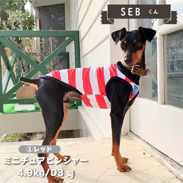 【4月末再入荷あり】<br>濡らして冷たいCoolcoreボーダータンク 小型犬・胴長・ダックス - VERY-PET